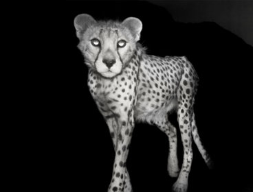 Asiatic cheetah, one of the rarest mammals on earth, photographed at night.