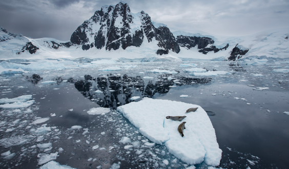 Three seals on a small iceberg in the middle of the sea with snow-covered mountain in the background