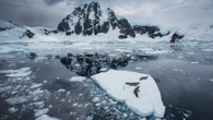 Three seals on a small iceberg in the middle of the sea with snow-covered mountain in the background